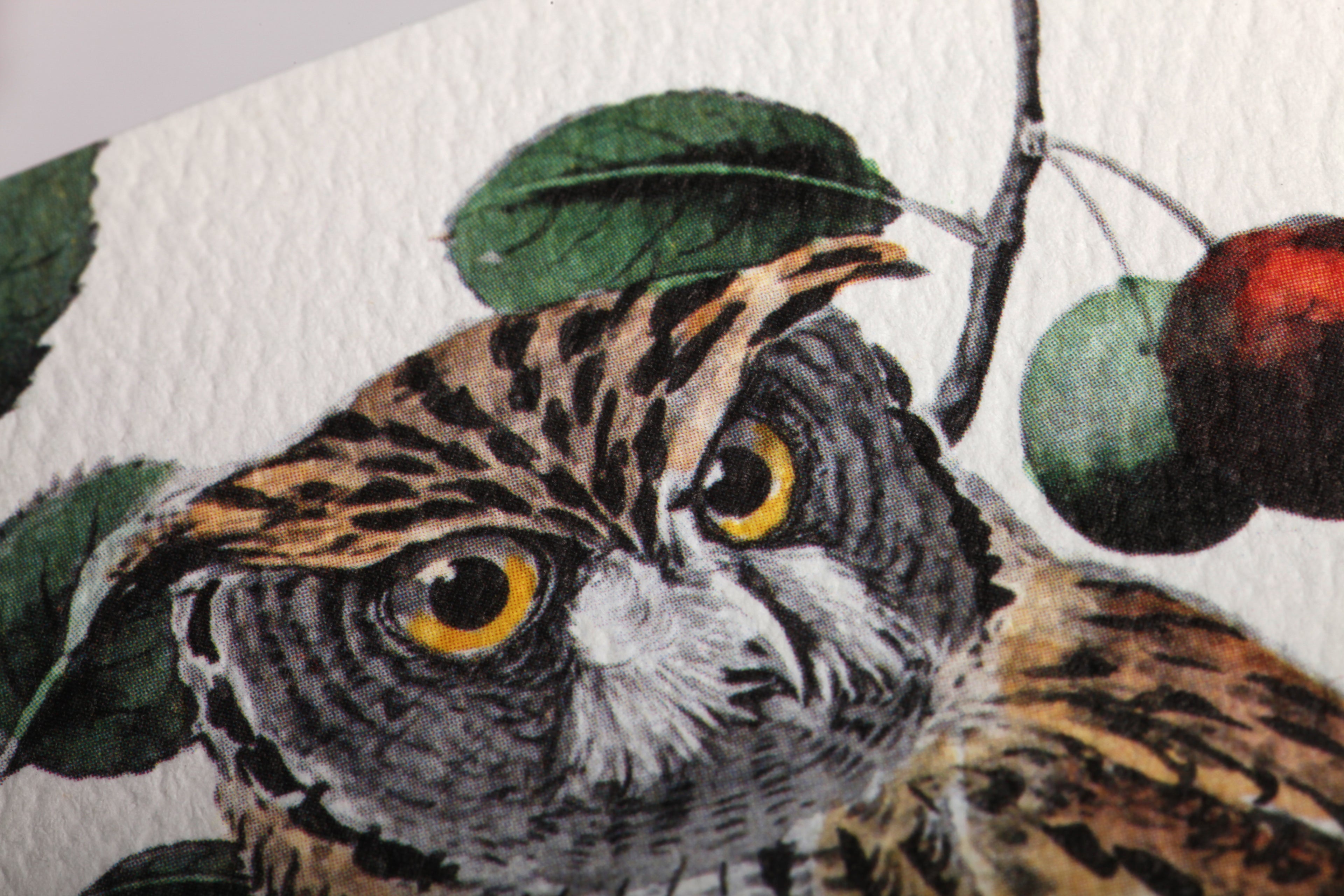 Birds and Trees of North America