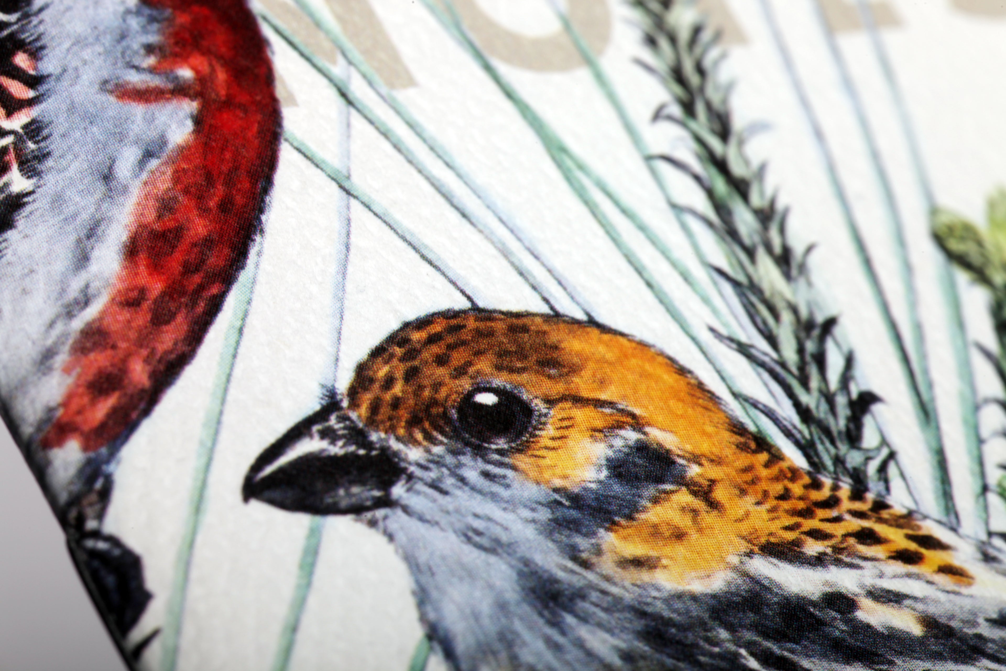 Birds and Trees of North America